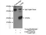 FAIM Antibody in Immunoprecipitation (IP)