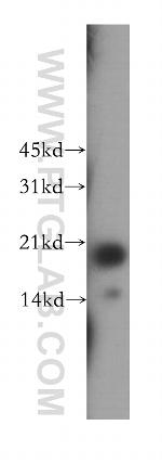 FAIM Antibody in Western Blot (WB)