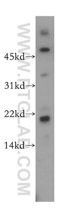 FAIM Antibody in Western Blot (WB)