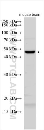 CMAS Antibody in Western Blot (WB)
