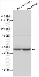 CMAS Antibody in Western Blot (WB)