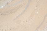 Ninein Antibody in Immunohistochemistry (Paraffin) (IHC (P))