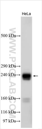 Ninein Antibody in Western Blot (WB)