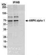 AMPK alpha 1 Antibody in Western Blot (WB)