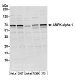 AMPK alpha 1 Antibody in Western Blot (WB)