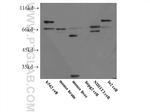 STAM2 Antibody in Western Blot (WB)