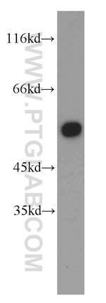 DBNL Antibody in Western Blot (WB)