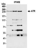 ATR Antibody in Western Blot (WB)