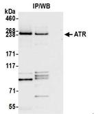 ATR Antibody in Western Blot (WB)