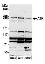 ATR Antibody in Western Blot (WB)