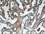 MMP23B Antibody in Immunohistochemistry (Paraffin) (IHC (P))