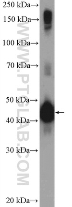 MMP23B Antibody in Western Blot (WB)