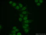 ORC4L Antibody in Immunocytochemistry (ICC/IF)