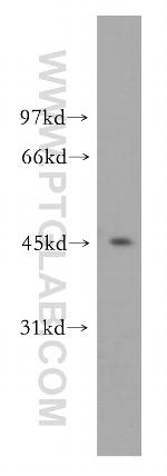 ORC4L Antibody in Western Blot (WB)