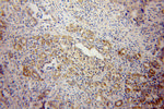ELMOD2 Antibody in Immunohistochemistry (Paraffin) (IHC (P))