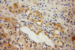ELMOD2 Antibody in Immunohistochemistry (Paraffin) (IHC (P))
