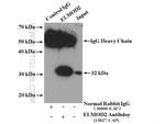 ELMOD2 Antibody in Immunoprecipitation (IP)