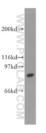 STAT4 Antibody in Western Blot (WB)