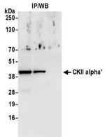 CKII alpha Antibody in Western Blot (WB)