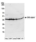 CKII alpha Antibody in Western Blot (WB)