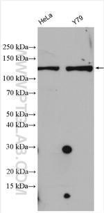 CHTF18 Antibody in Western Blot (WB)