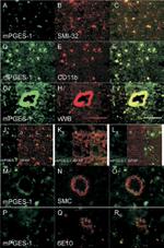 GFAP Antibody in Immunohistochemistry (IHC)