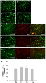 GFAP Antibody in Immunohistochemistry (IHC)