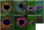 GFAP Antibody in Immunohistochemistry (IHC)