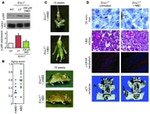 GFAP Antibody in Immunohistochemistry (IHC)