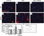 GFAP Antibody in Immunohistochemistry (IHC)