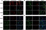 GFAP Antibody in Immunohistochemistry (IHC)
