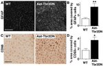 GFAP Antibody in Immunohistochemistry (IHC)