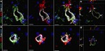 GFAP Antibody in Immunocytochemistry (ICC/IF)
