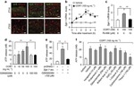 GFAP Antibody in Immunohistochemistry (IHC)