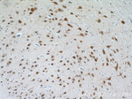 HuA/B/C/D Antibody in Immunohistochemistry (Paraffin) (IHC (P))