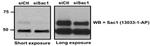 SACM1L Antibody in Western Blot (WB)
