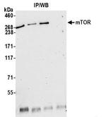mTOR Antibody in Western Blot (WB)