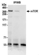 mTOR Antibody in Western Blot (WB)