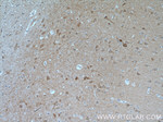 GRID1 Antibody in Immunohistochemistry (Paraffin) (IHC (P))
