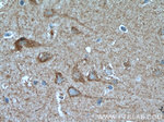 GRID1 Antibody in Immunohistochemistry (Paraffin) (IHC (P))