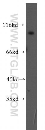 GRID1 Antibody in Western Blot (WB)