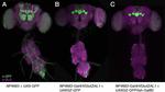 GFP Antibody in Immunocytochemistry (ICC/IF)
