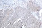 Claudin 1 Antibody in Immunohistochemistry (Paraffin) (IHC (P))