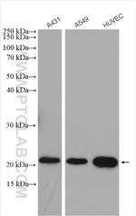 Claudin 1 Antibody in Western Blot (WB)