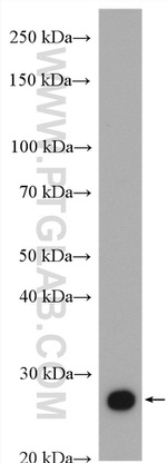 RAB37 Antibody in Western Blot (WB)