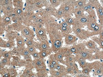 THRSP Antibody in Immunohistochemistry (Paraffin) (IHC (P))
