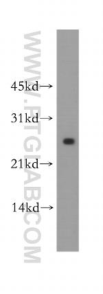 LXN Antibody in Western Blot (WB)