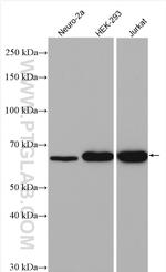 G3BP1 Antibody in Western Blot (WB)
