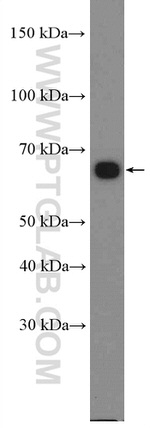 G3BP1 Antibody in Western Blot (WB)