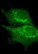 MACF1 Antibody in Immunocytochemistry (ICC/IF)